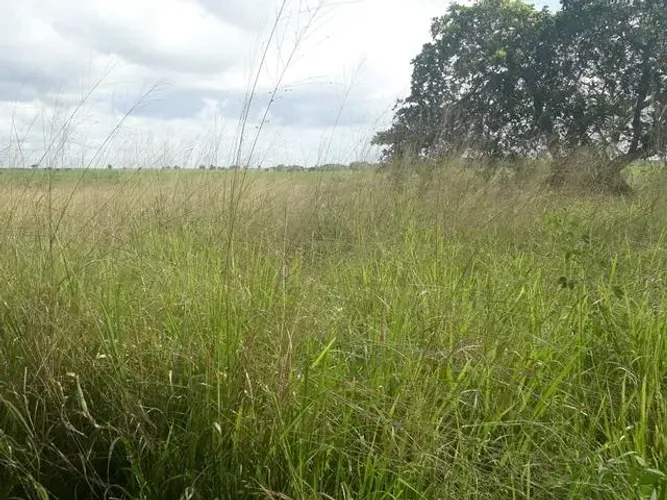 Fazenda com 95 hectares na região de vera cruz