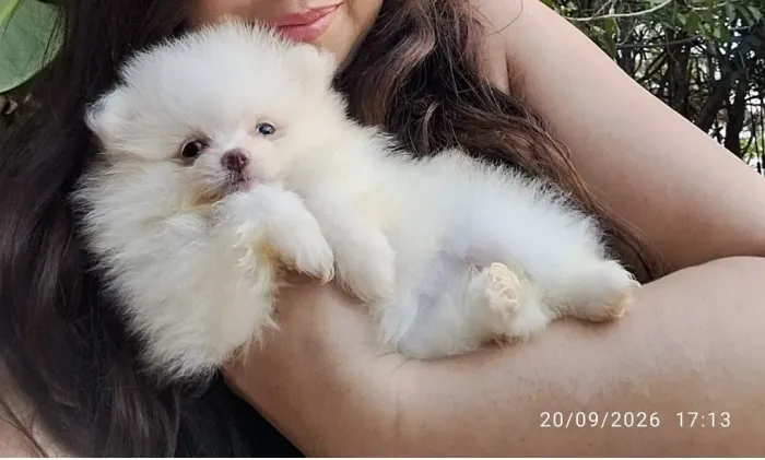 Spitz alemão femêa