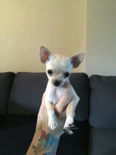 Chihuahua branquinho fucinho chocolate 