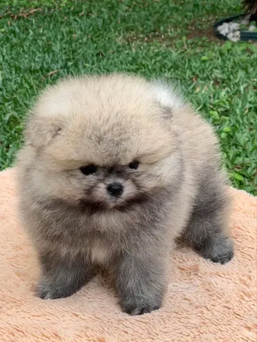 Spitz alemão 