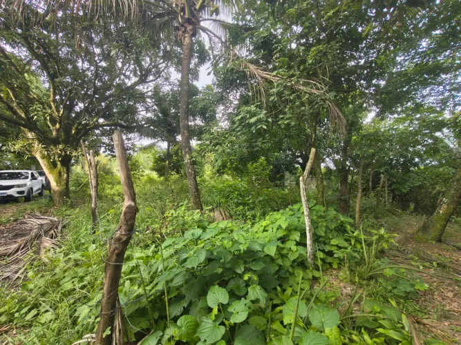 REPASSE DE LOTE PRÓXIMO AO SÍTIO CARPINA