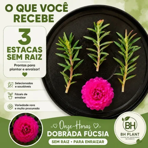 Haste de onze-horas dobrada (rosa)
