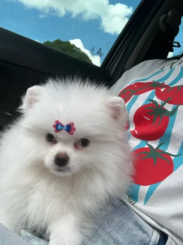 Lulu da pomerania 