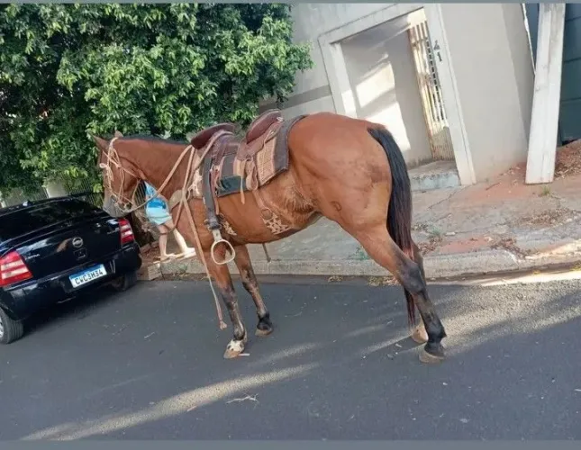 Cavalo a venda