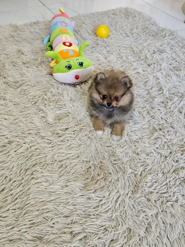 Lulu da Pomerania MICRO 