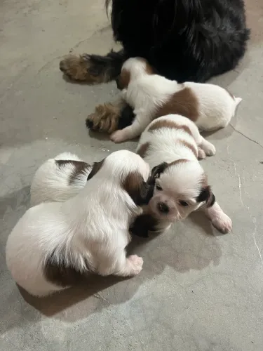 Shih Tzu 