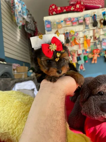 Yorkshire terrier fêmea a pronta entrega