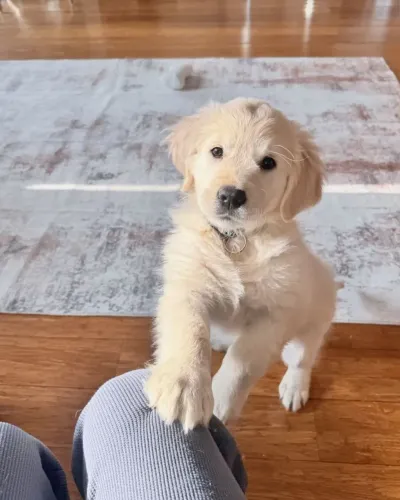Golden Retriever 