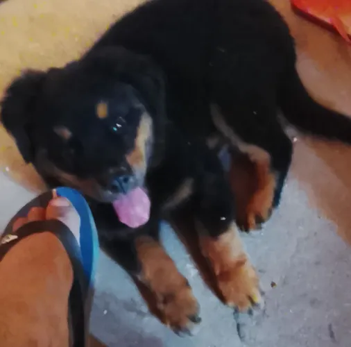 Vendo filhote de rottweiler