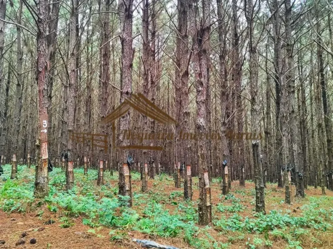 EXCELENTE FAZENDA COM PINUS A VENDA NA REGIÃO DE ITAPETININGA-SP