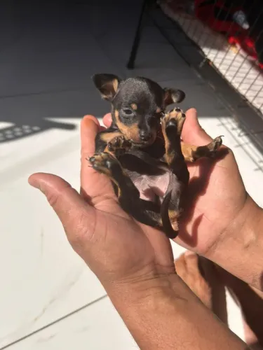 Filhotes de Pinscher | Amor que faz qualquer momento valer.