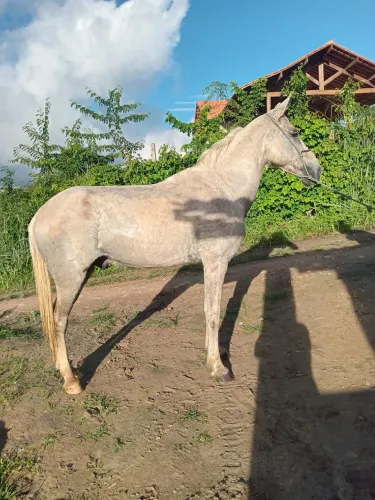 Vende-se e troca-se cavalo de marcha picada