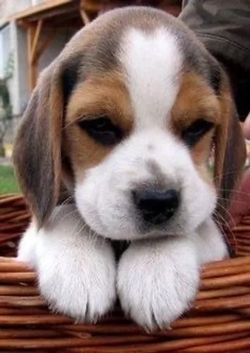 BEAGLE COM PEDIGREE 