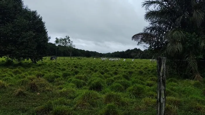 R$ 3,5 milhões fazenda pronta no asfalto 237 hectares sentido Capanema 