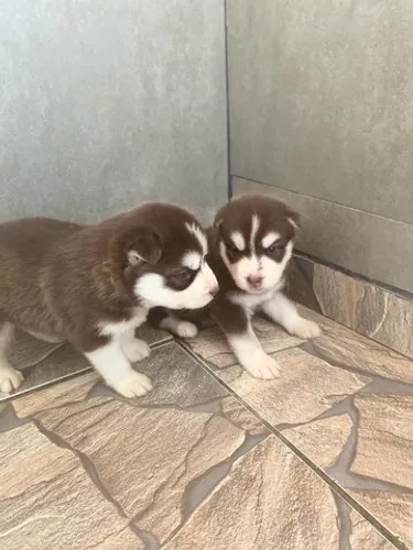 HUSKY SIBERIANO EM ATÉ 12X
