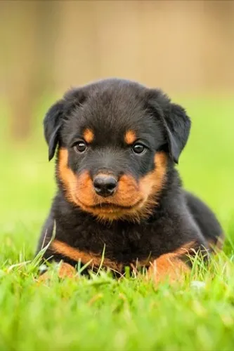 ROTTWEILER COM PEDIGREE 