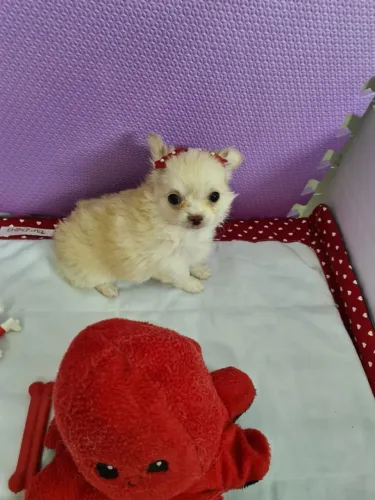 Chihuahua fêmea beleza e doçura.