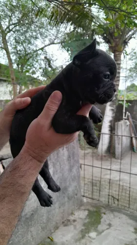Buldogue Francês Fêmea 