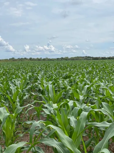 Fazenda de arrendamento 1.000 hec em.paranatinga MT. 700 plantando