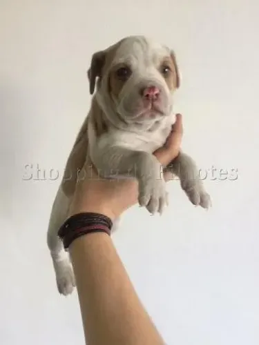Pitbull- Filhotinho macho com suporte veterinário, 55 dias- Daniela Lima