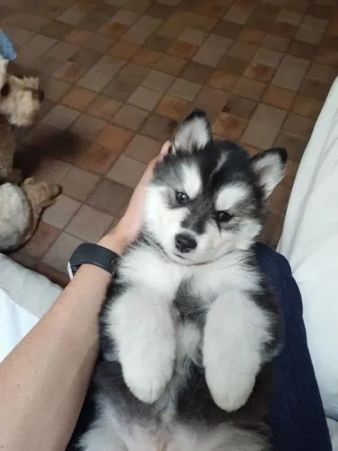 Filhote de Husky Siberiano conhecido como lobo 