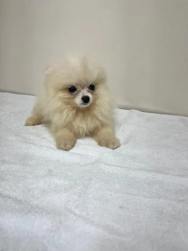 Filhote luluzinho micro 