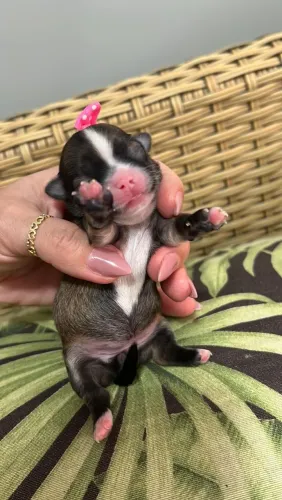 Chihuahua menino. Uma princesa tricolor disponível para reserva