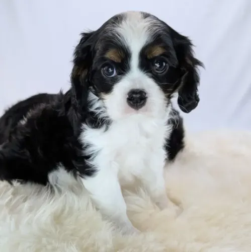 Seu novo companheiro pode ser um Cavalier King Charles Spaniel