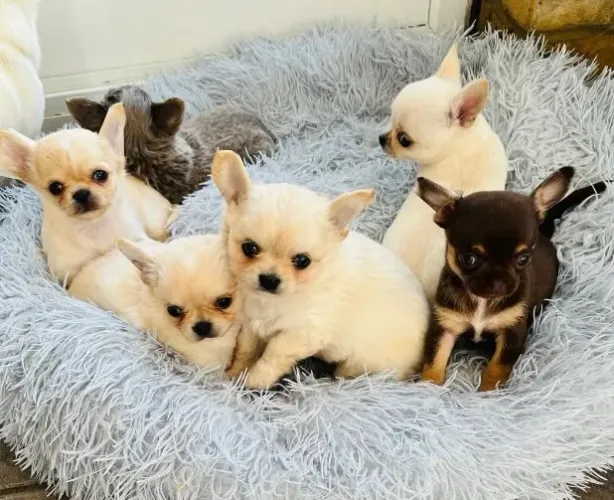 Chihuahua de pelo curto e pelo longo: fofura e qualidade!