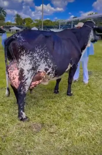 Bezerras, novilhas e vacas de FIV parcela em até 12 X 