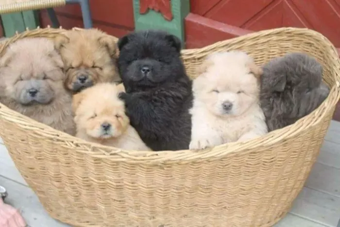 Filhotes de Chow Chow | Felicidade que cabe no colo.