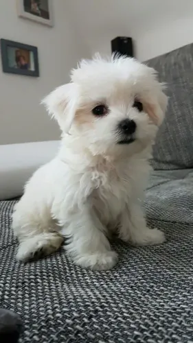 Maltês Filhotes Lindos