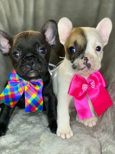 bulldog frances com garantia