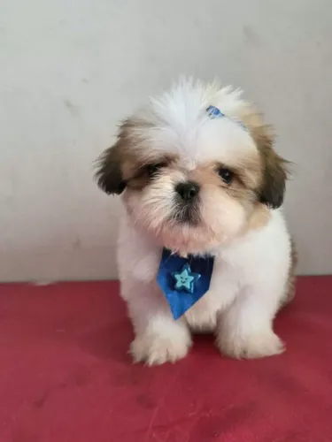 Lindo shihtzu macho