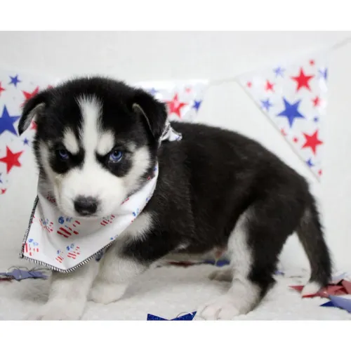 Husky Siberiano Macho 