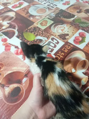 DOAÇÃO DE GATO