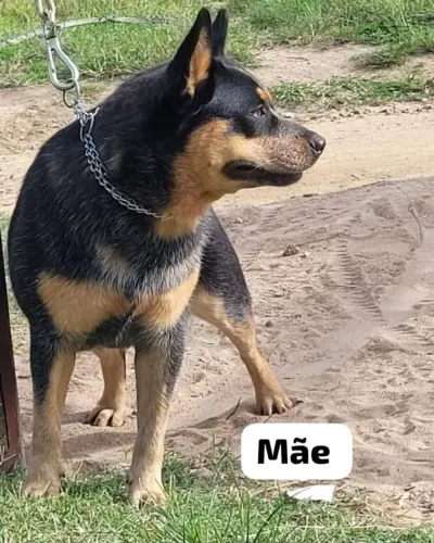 Boiadeiro Australiano filhotes 