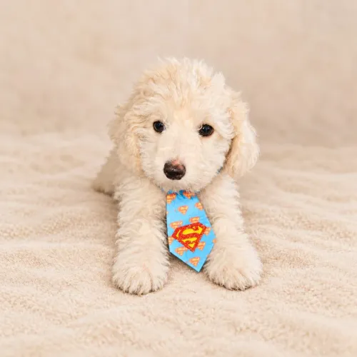 Poodle Toy Macho disponíveis