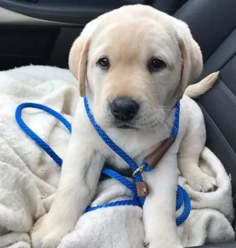 Labrador Afeto que se constrói com confiança