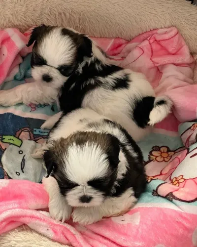 Shih tzu excelente qualidade