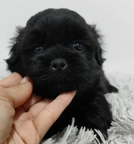 Shih tzu Black | Seu novo amigo especial- Chama agora no WhatsApp