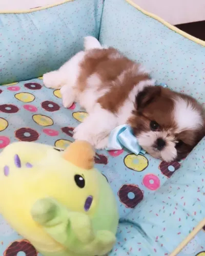 Machos e fêmeas disponíveis Shihtzu fofuras Shitzu