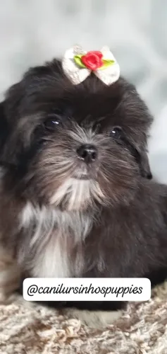 lhasa apso lindos bebes pronta entrega