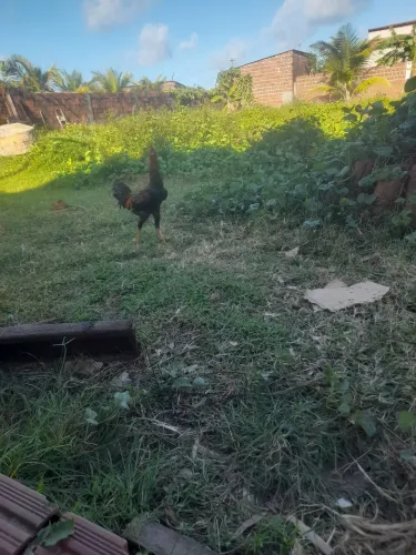 Vendo galo caipira