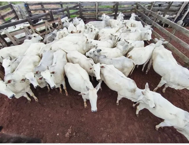 VENDO 34 VACAS NELORES COM MÉDIA DE 14@. 310 Reais a @