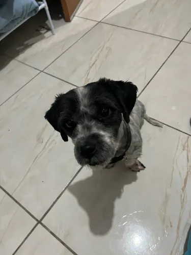 Doação Poodle