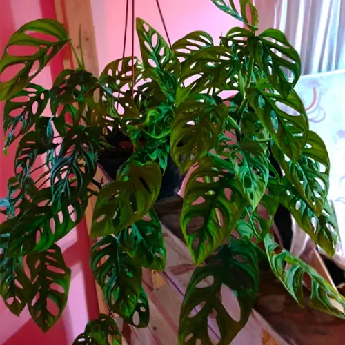 Costela de Eva | Costela de Adão Mini (Monstera Adansonii) em vaso- Pronta Entrega!