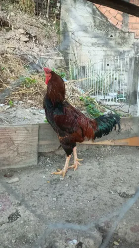 Galo de raça