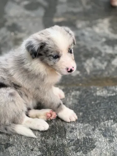 Border collie com pedigree CBKC - filhote puro