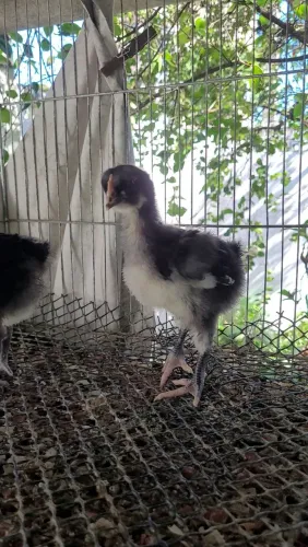 Pintos Gigante Negro de Jersey disponíveis